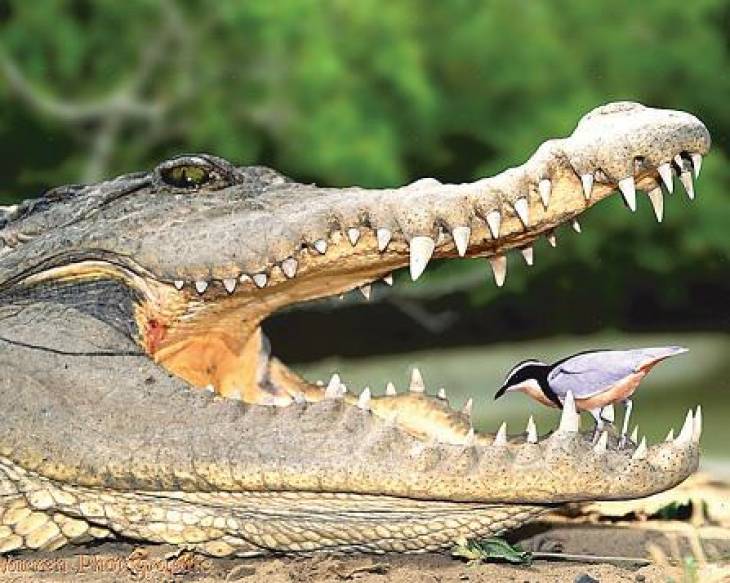 முதலைக்கு பறவை தோழன், பூச்சிக்கு எறும்பு தோழன், இந்த மனிதனுக்கு?