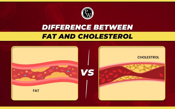 கொழுப்பும் (Fat), கொலஸ்ட்ராலும் ஒன்றா? 